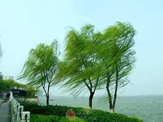 树木生长,风说了算