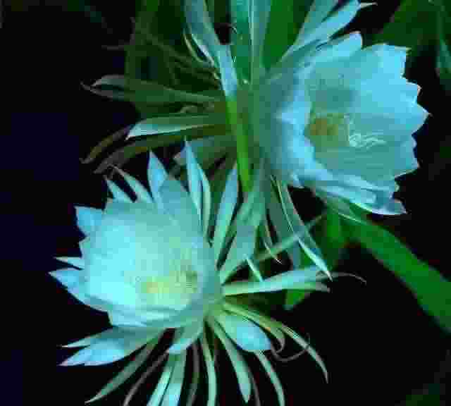 「散文」一次美丽的绽放,成就了一瞬间的永恒