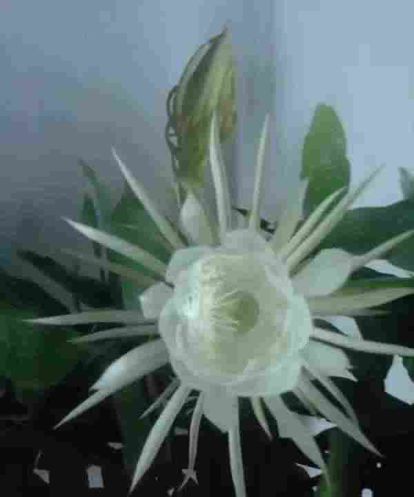 「散文」一次美丽的绽放,成就了一瞬间的永恒