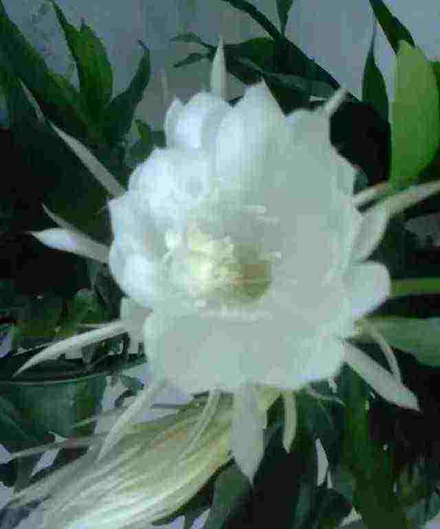 「散文」一次美丽的绽放,成就了一瞬间的永恒