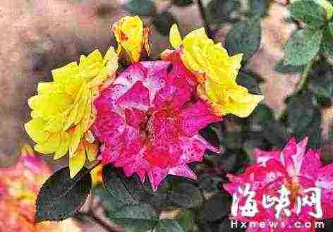 海峡都市报记者   林丹 图