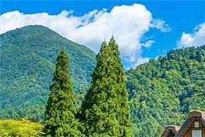 她是反派的阴影(苏楣沈离)全文完整版阅读 第1张
