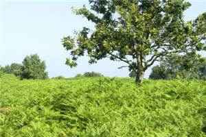 停留的爱意夏棉裴飞小说-夏棉裴飞小说完整版阅读