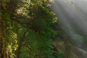 《一胎三宝天才妈咪是大佬》小说在线阅读 若禾希盛夜霆小说全文