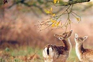 可怕的深情小说_王纯梁恭施礼目录阅读