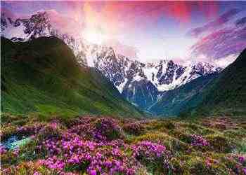 向来情深奈何缘浅全文免费阅读