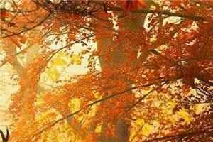 九州天王（叶凌天周雪青）全文免费阅读无弹窗大结局_九州天王小说全文免费阅读最新章节列表_笔趣阁（叶凌天周雪青）